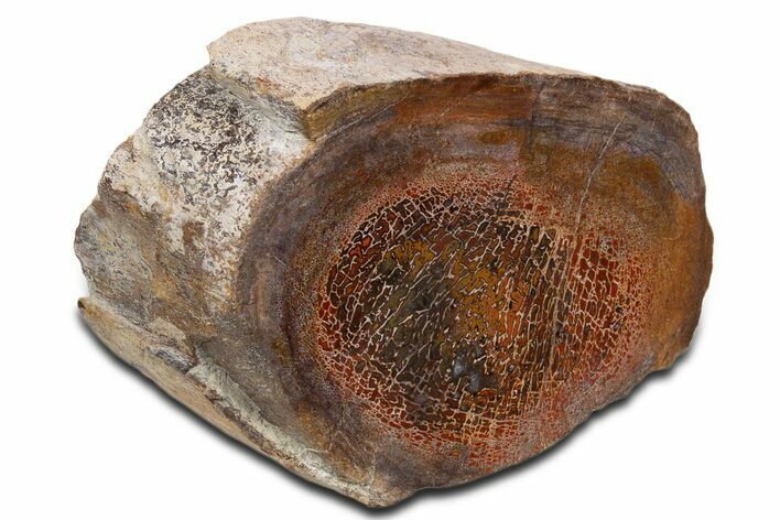 Polished Dinosaur Bone (Gembone) Limb Section - New Mexico #340058